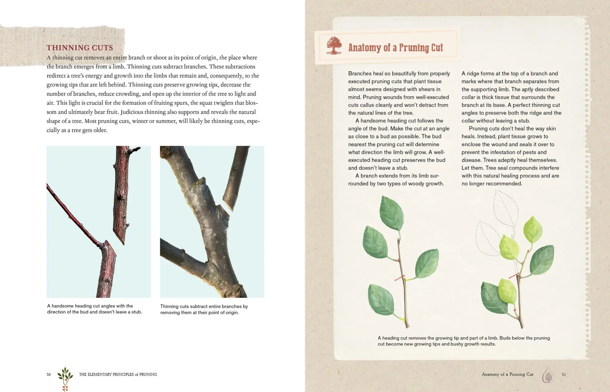 Bild: 9781612120546 | Grow a Little Fruit Tree | Ann Ralph | Taschenbuch | Englisch | 2014