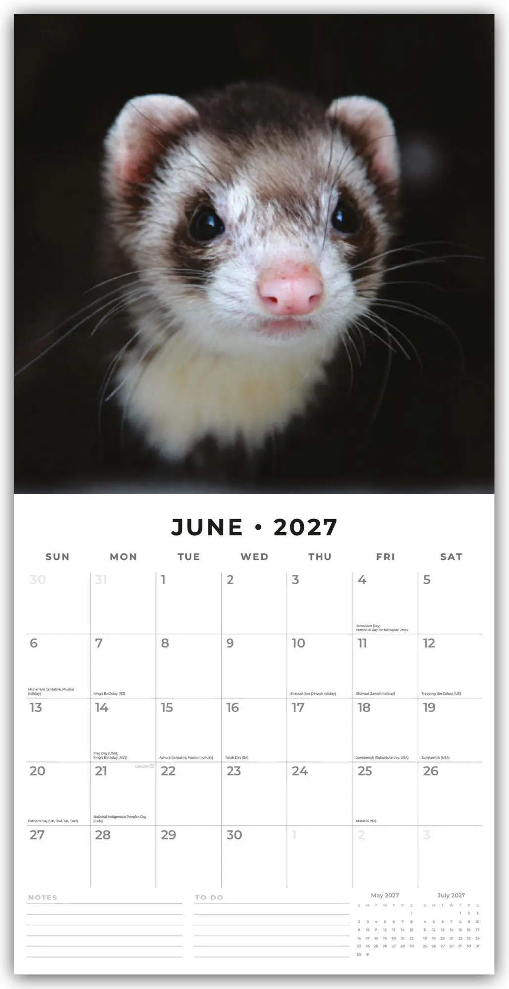 Bild: 9781837010646 | Ferrets - Frettchen 2027 - 16-Monatskalender | Robin Red | Kalender