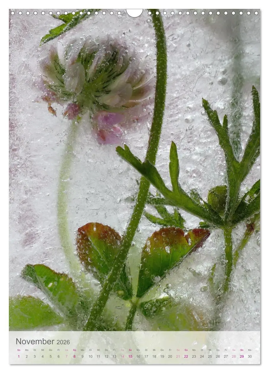 Bild: 9783516360646 | Blumen in Eis (Wandkalender 2026 DIN A3 hoch), CALVENDO Monatskalender