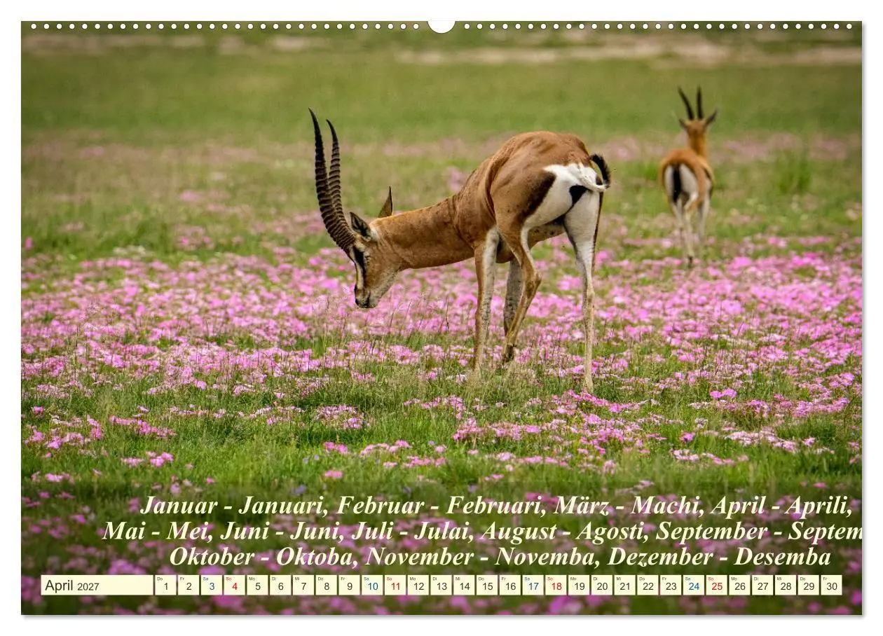Bild: 9783569520646 | Jambo Kenya (hochwertiger Premium Wandkalender 2027 DIN A2 quer),...