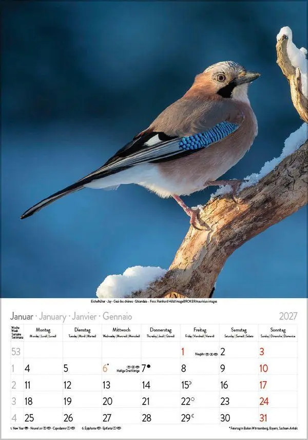 Bild: 9783819300646 | Vögel 2027 | Verlag Korsch | Kalender | Spiralbindung | 13 S. | 2027