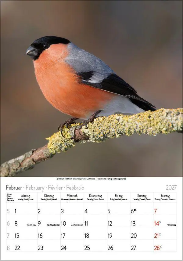 Bild: 9783819300646 | Vögel 2027 | Verlag Korsch | Kalender | Spiralbindung | 13 S. | 2027