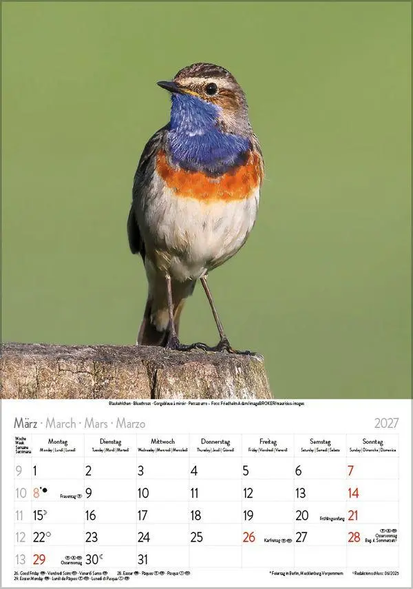 Bild: 9783819300646 | Vögel 2027 | Verlag Korsch | Kalender | Spiralbindung | 13 S. | 2027