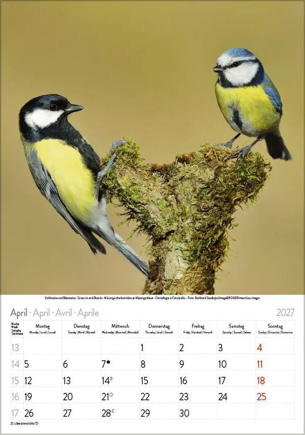Bild: 9783819300646 | Vögel 2027 | Verlag Korsch | Kalender | Spiralbindung | 13 S. | 2027