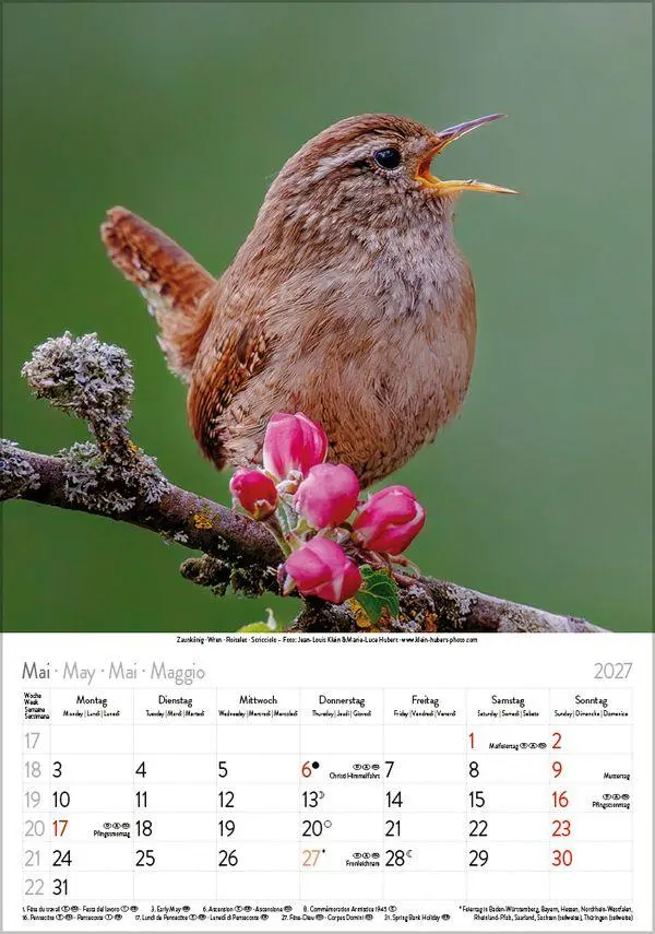 Bild: 9783819300646 | Vögel 2027 | Verlag Korsch | Kalender | Spiralbindung | 13 S. | 2027