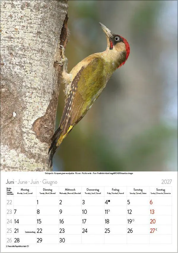 Bild: 9783819300646 | Vögel 2027 | Verlag Korsch | Kalender | Spiralbindung | 13 S. | 2027
