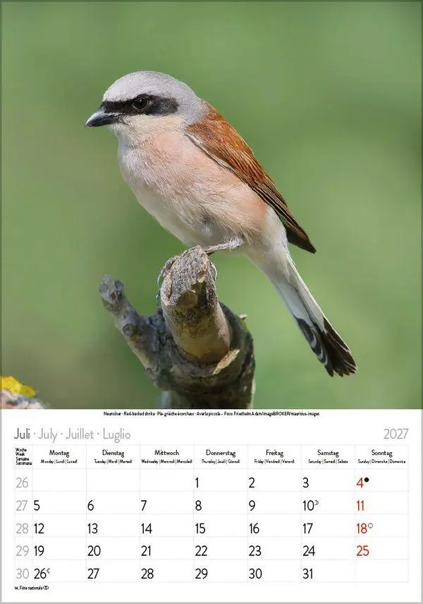 Bild: 9783819300646 | Vögel 2027 | Verlag Korsch | Kalender | Spiralbindung | 13 S. | 2027