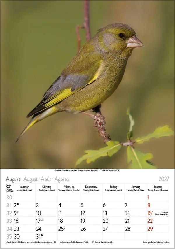 Bild: 9783819300646 | Vögel 2027 | Verlag Korsch | Kalender | Spiralbindung | 13 S. | 2027
