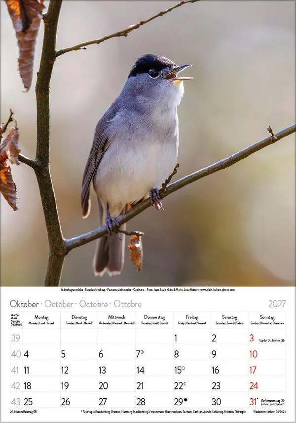 Bild: 9783819300646 | Vögel 2027 | Verlag Korsch | Kalender | Spiralbindung | 13 S. | 2027