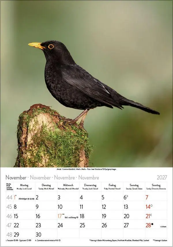 Bild: 9783819300646 | Vögel 2027 | Verlag Korsch | Kalender | Spiralbindung | 13 S. | 2027