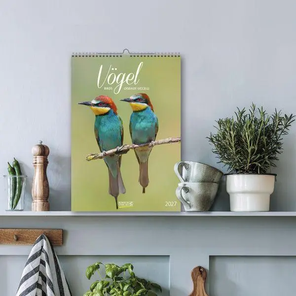 Bild: 9783819300646 | Vögel 2027 | Verlag Korsch | Kalender | Spiralbindung | 13 S. | 2027