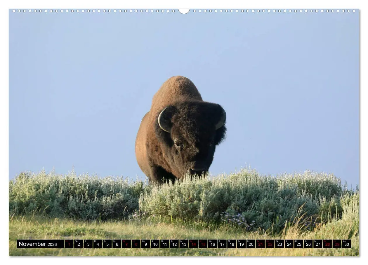 Bild: 9783457710746 | Wunderwelt Yellowstone 2026 (hochwertiger Premium Wandkalender 2026...