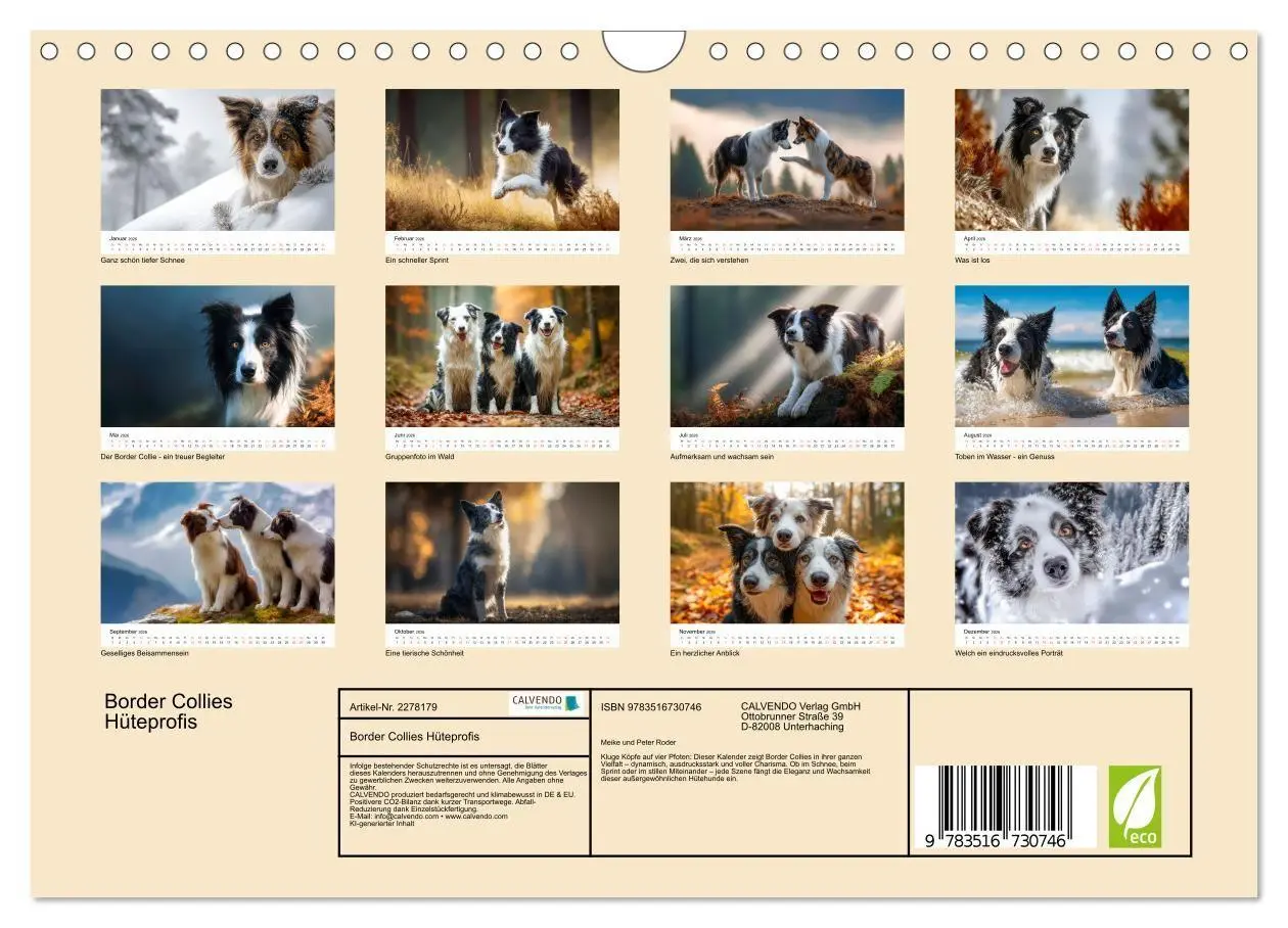 Bild: 9783516730746 | Border Collies Hüteprofis (Wandkalender 2026 DIN A4 quer), CALVENDO...