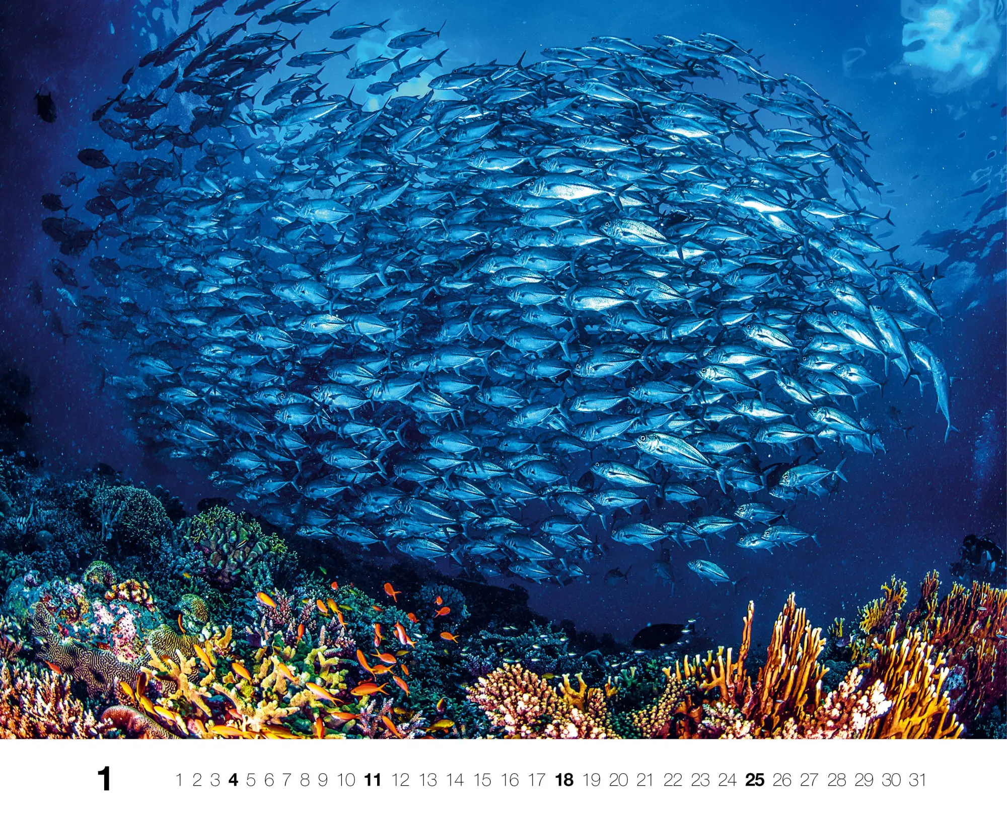 Bild: 9783667130846 | Dive 2026 | Kalender | Kalender | 14 S. | Deutsch | 2026