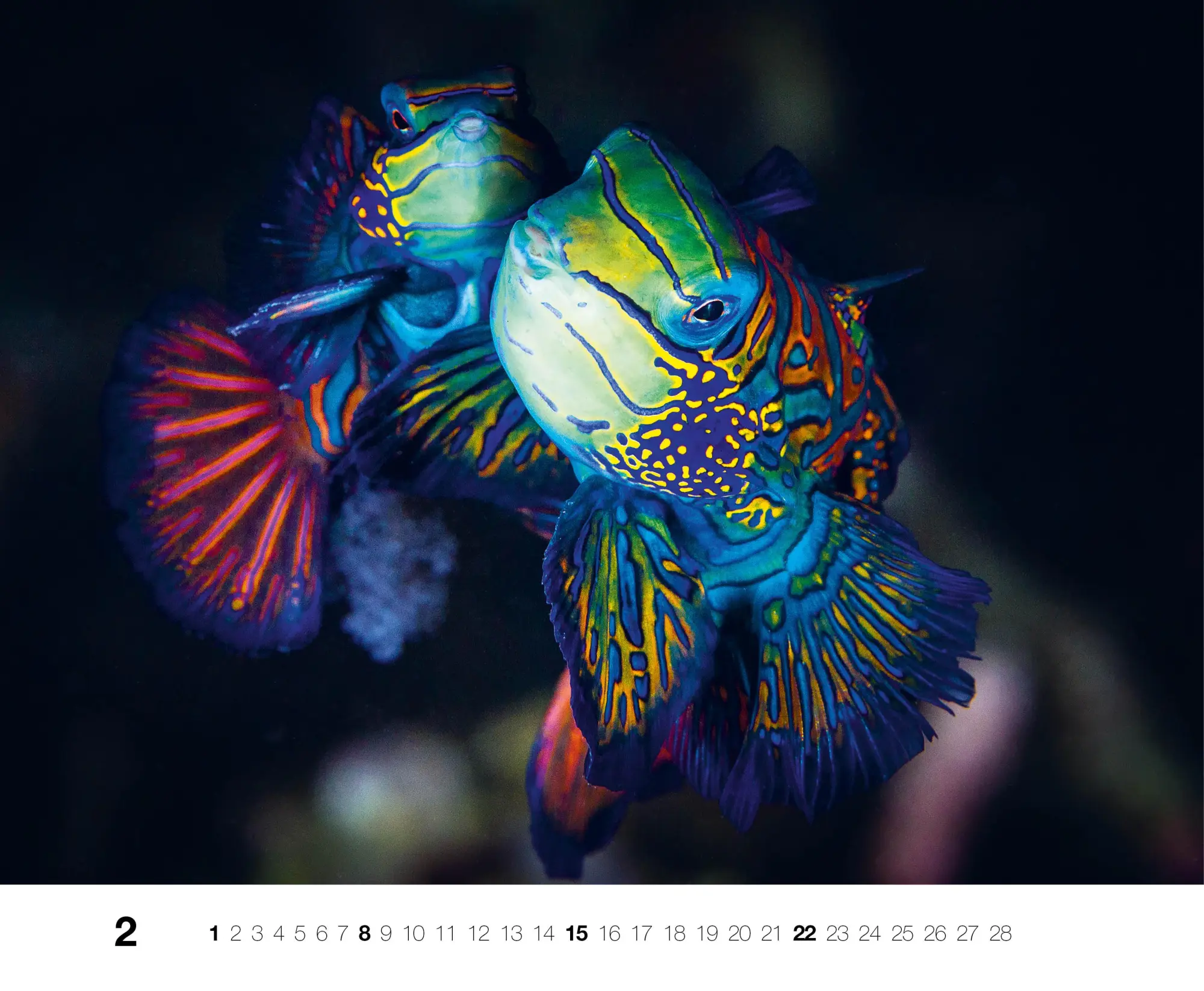 Bild: 9783667130846 | Dive 2026 | Kalender | Kalender | 14 S. | Deutsch | 2026