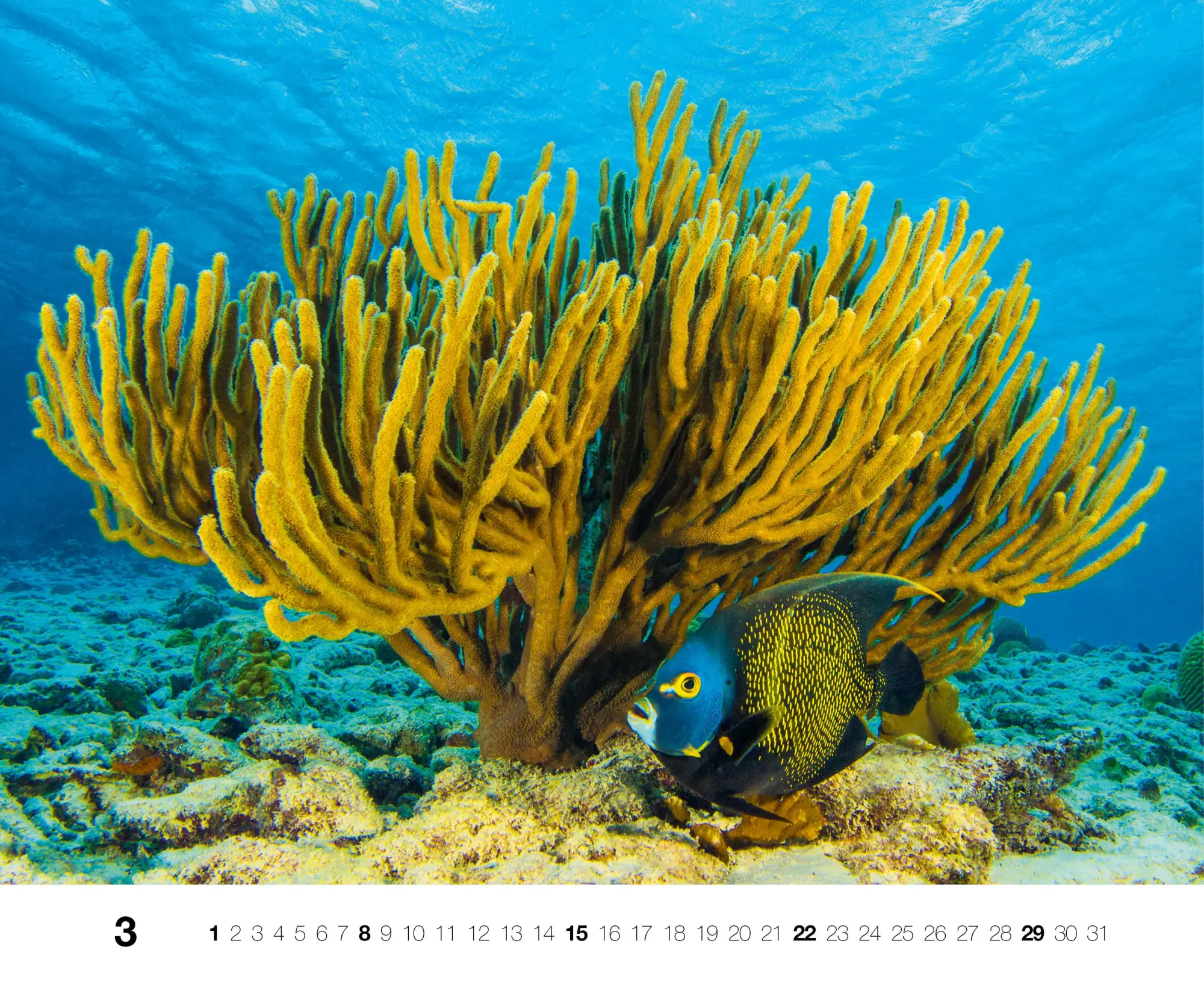 Bild: 9783667130846 | Dive 2026 | Kalender | Kalender | 14 S. | Deutsch | 2026