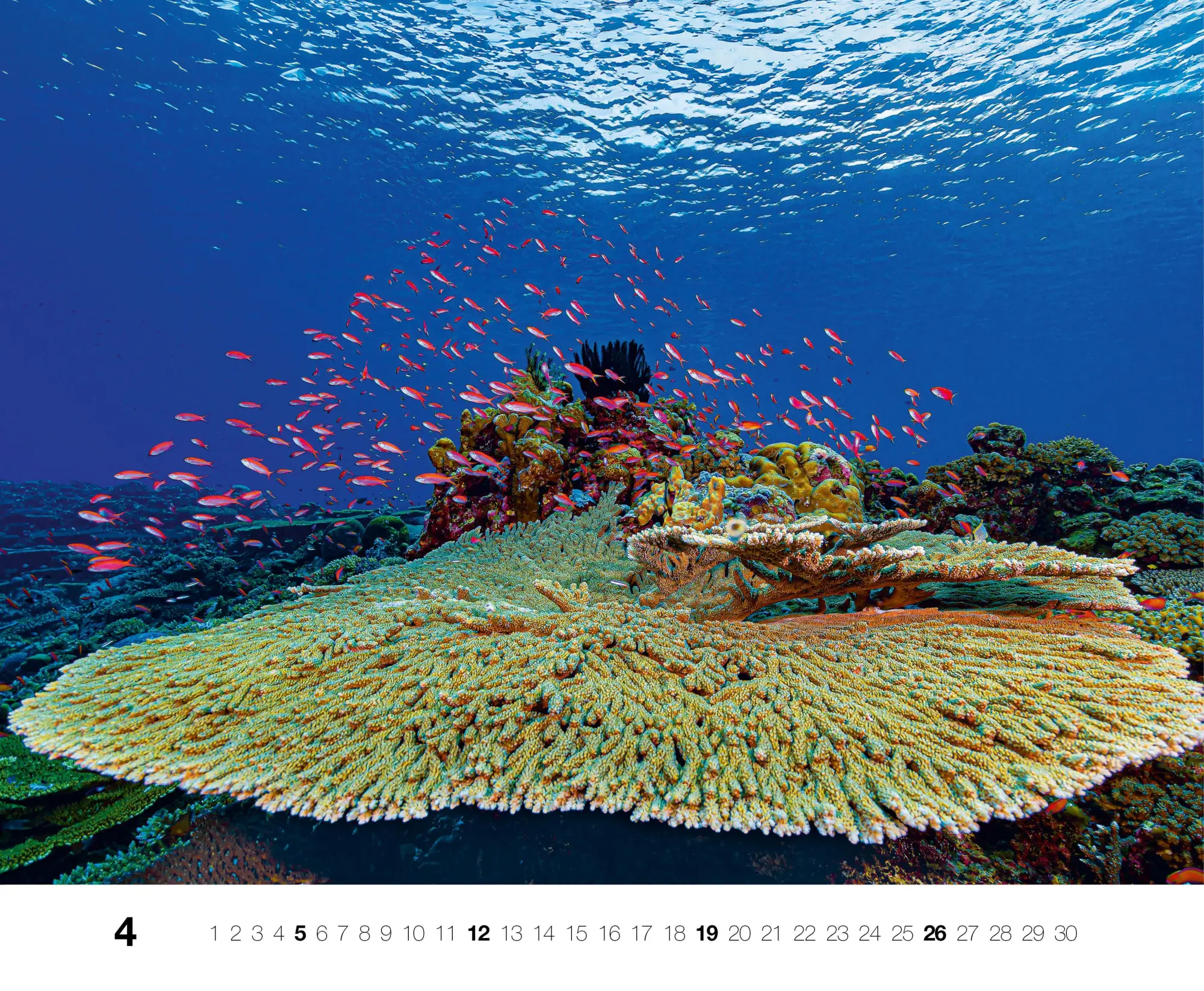 Bild: 9783667130846 | Dive 2026 | Kalender | Kalender | 14 S. | Deutsch | 2026