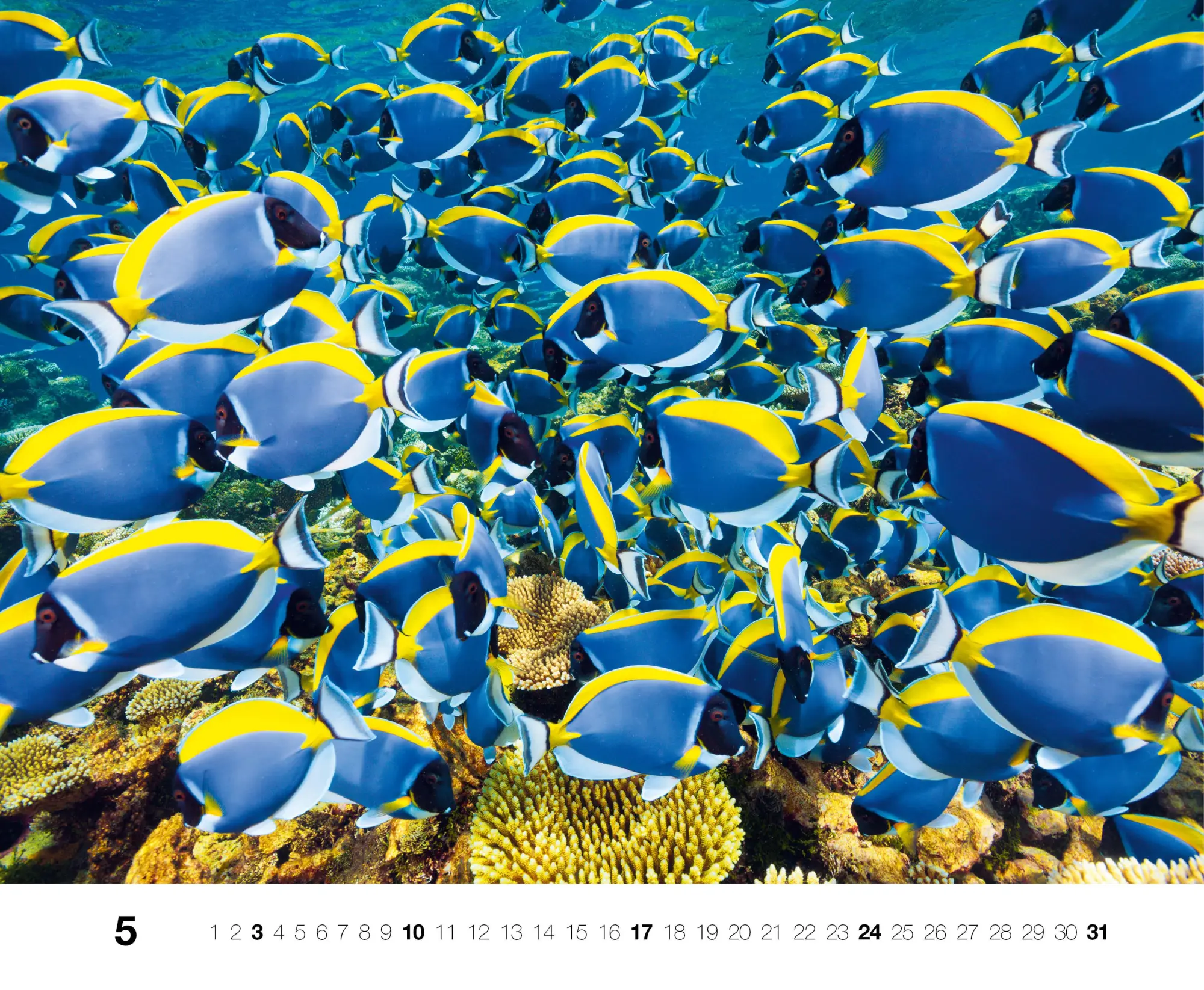 Bild: 9783667130846 | Dive 2026 | Kalender | Kalender | 14 S. | Deutsch | 2026