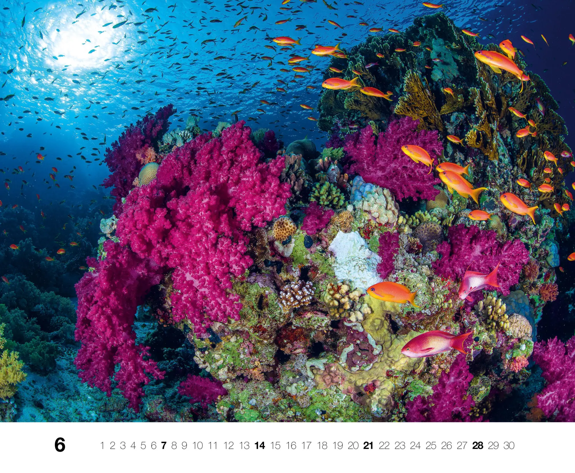 Bild: 9783667130846 | Dive 2026 | Kalender | Kalender | 14 S. | Deutsch | 2026