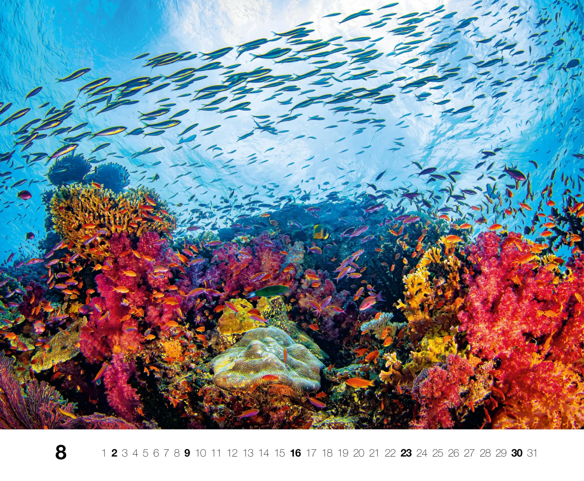 Bild: 9783667130846 | Dive 2026 | Kalender | Kalender | 14 S. | Deutsch | 2026