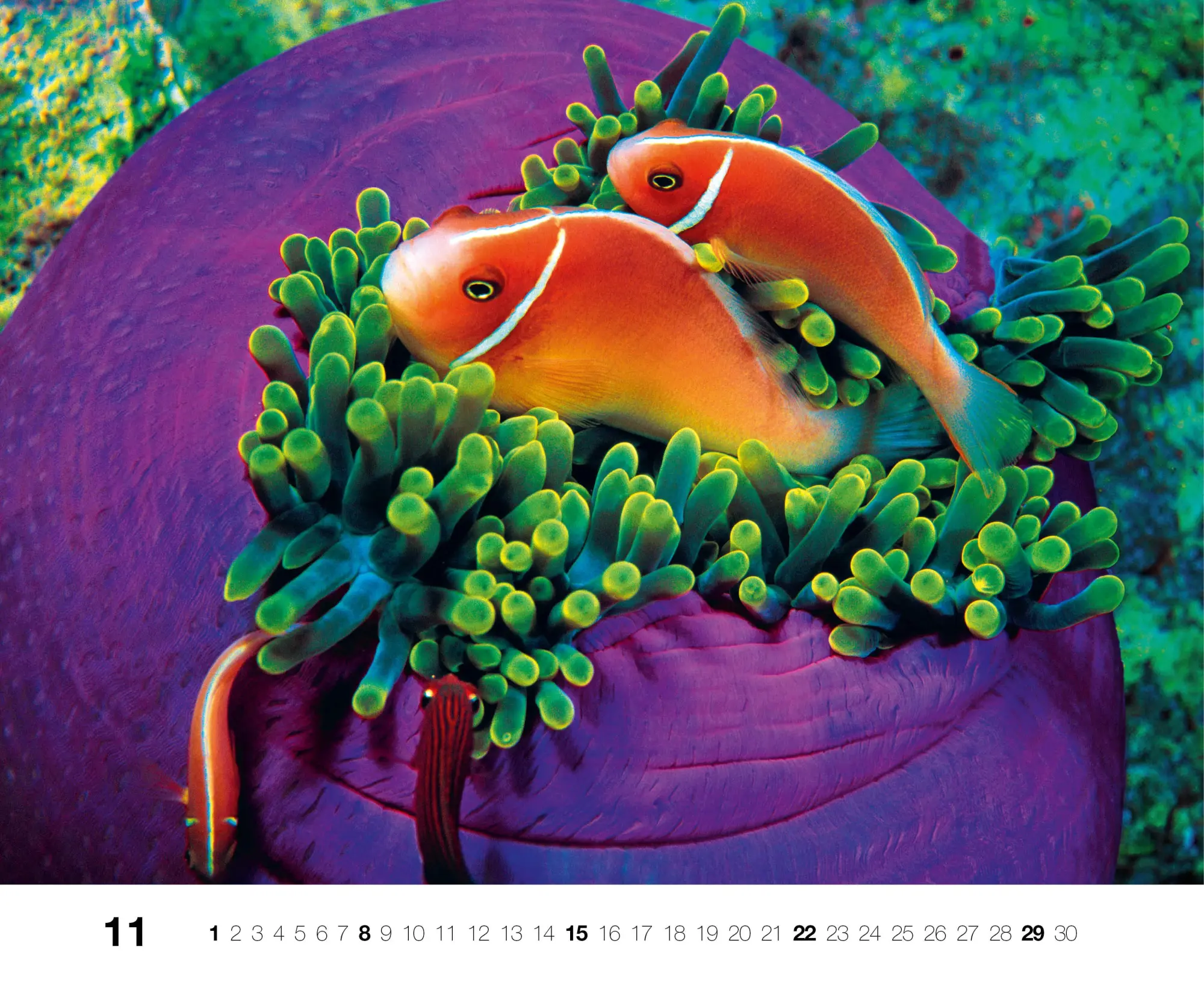 Bild: 9783667130846 | Dive 2026 | Kalender | Kalender | 14 S. | Deutsch | 2026