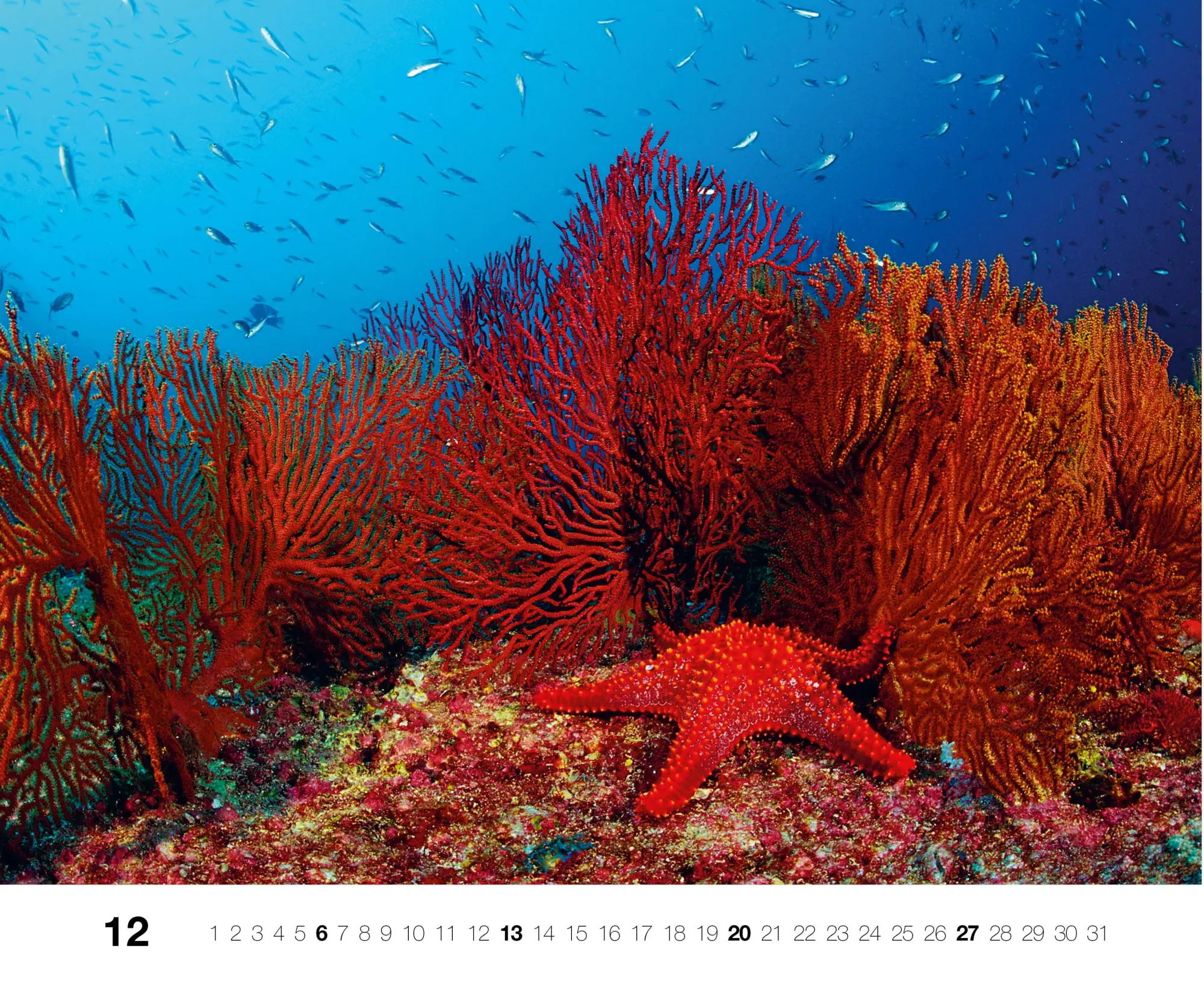 Bild: 9783667130846 | Dive 2026 | Kalender | Kalender | 14 S. | Deutsch | 2026