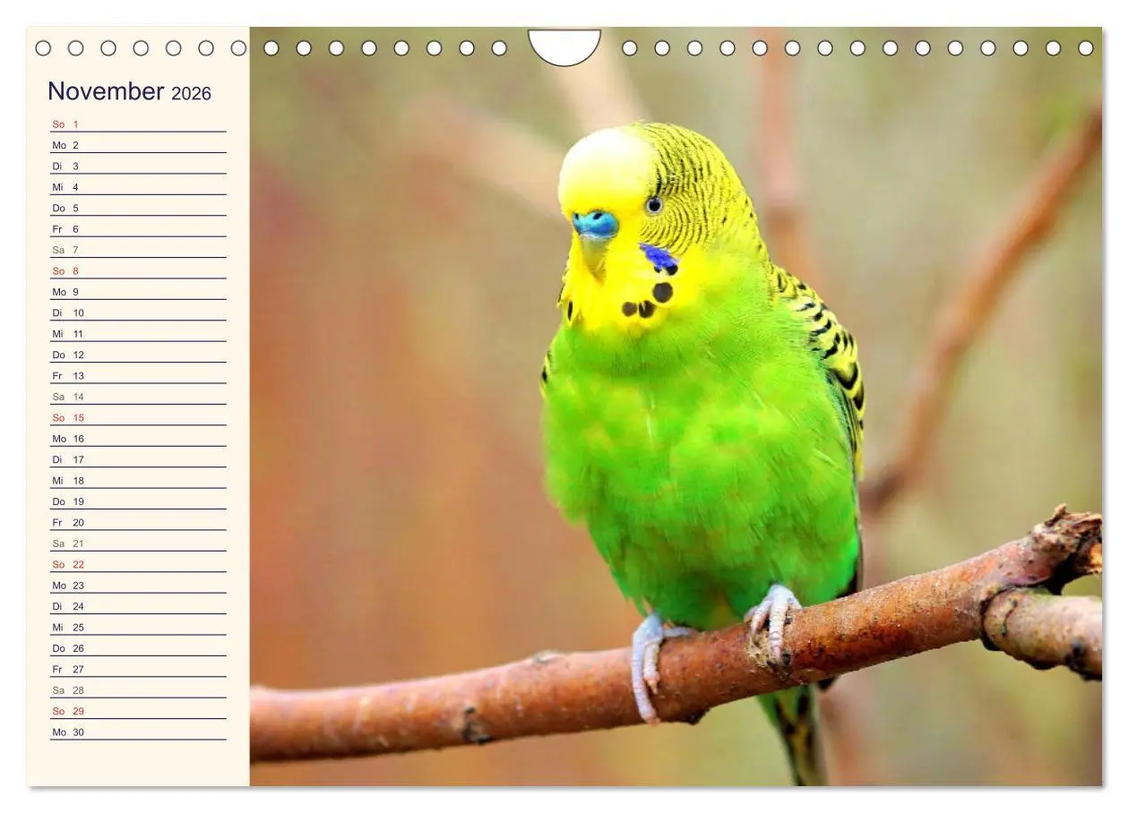 Bild: 9783457620946 | Bezaubernde Schreihälse. Wellen- und Nymphensittiche (Wandkalender...