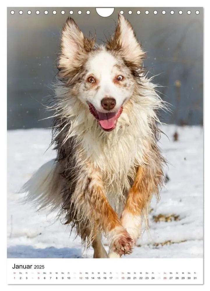 Bild: 9783457061046 | Australian Shepherd - Mit dem Aussie unterwegs (Wandkalender 2025...