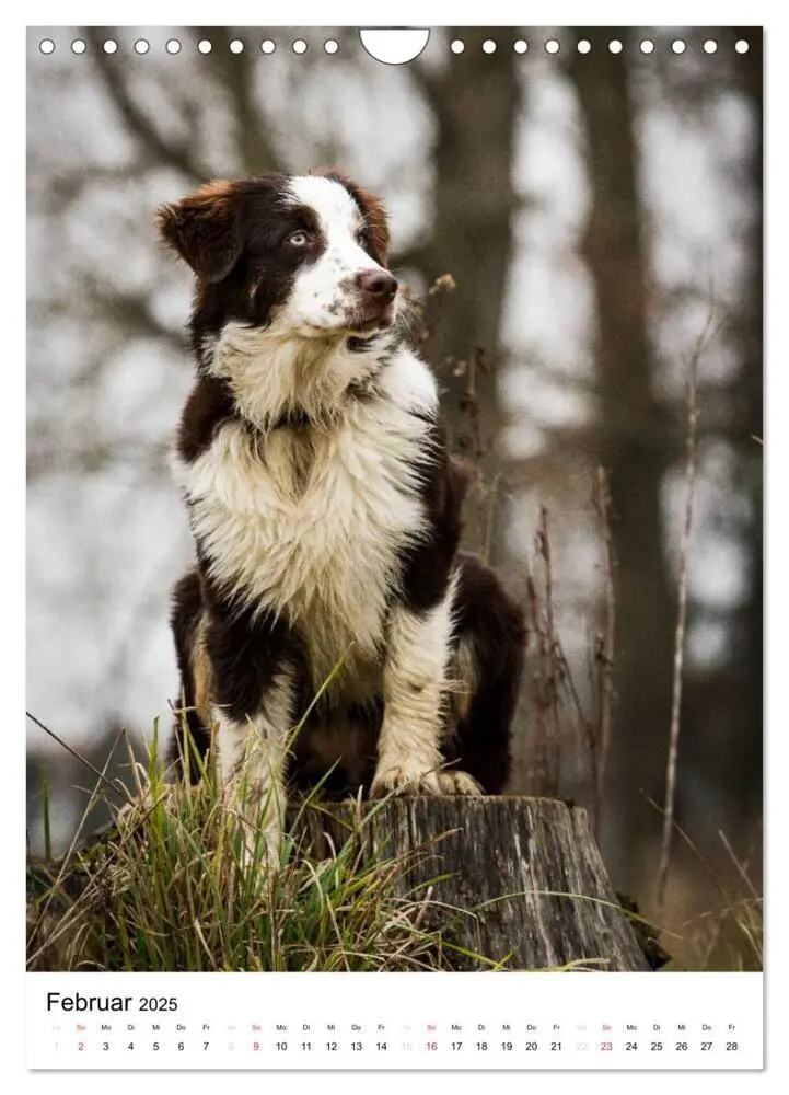 Bild: 9783457061046 | Australian Shepherd - Mit dem Aussie unterwegs (Wandkalender 2025...