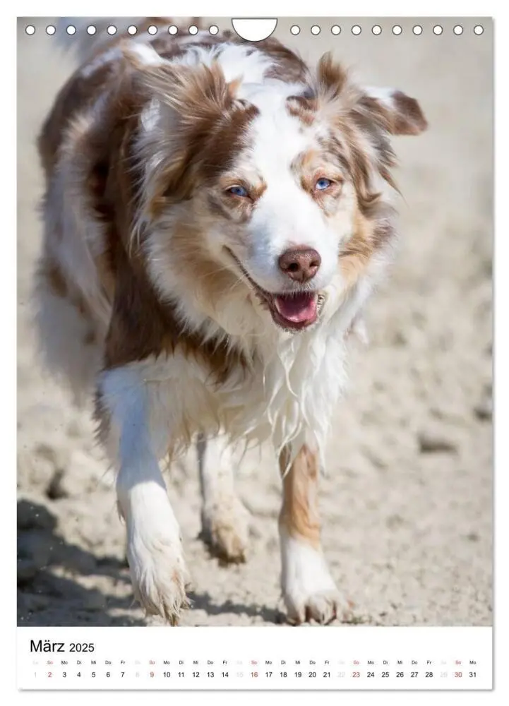Bild: 9783457061046 | Australian Shepherd - Mit dem Aussie unterwegs (Wandkalender 2025...