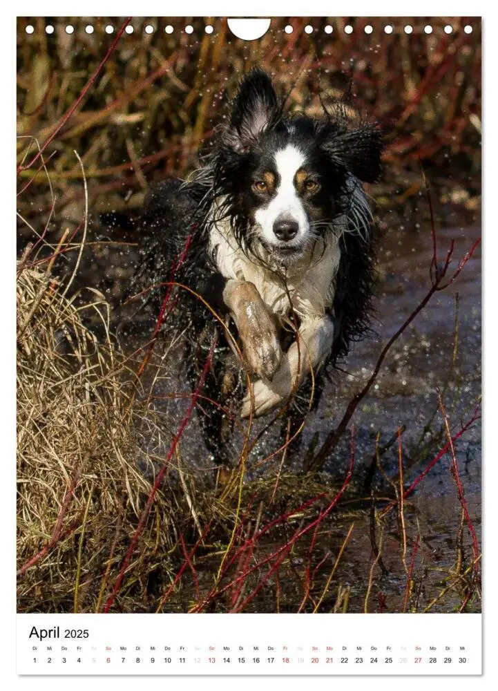 Bild: 9783457061046 | Australian Shepherd - Mit dem Aussie unterwegs (Wandkalender 2025...
