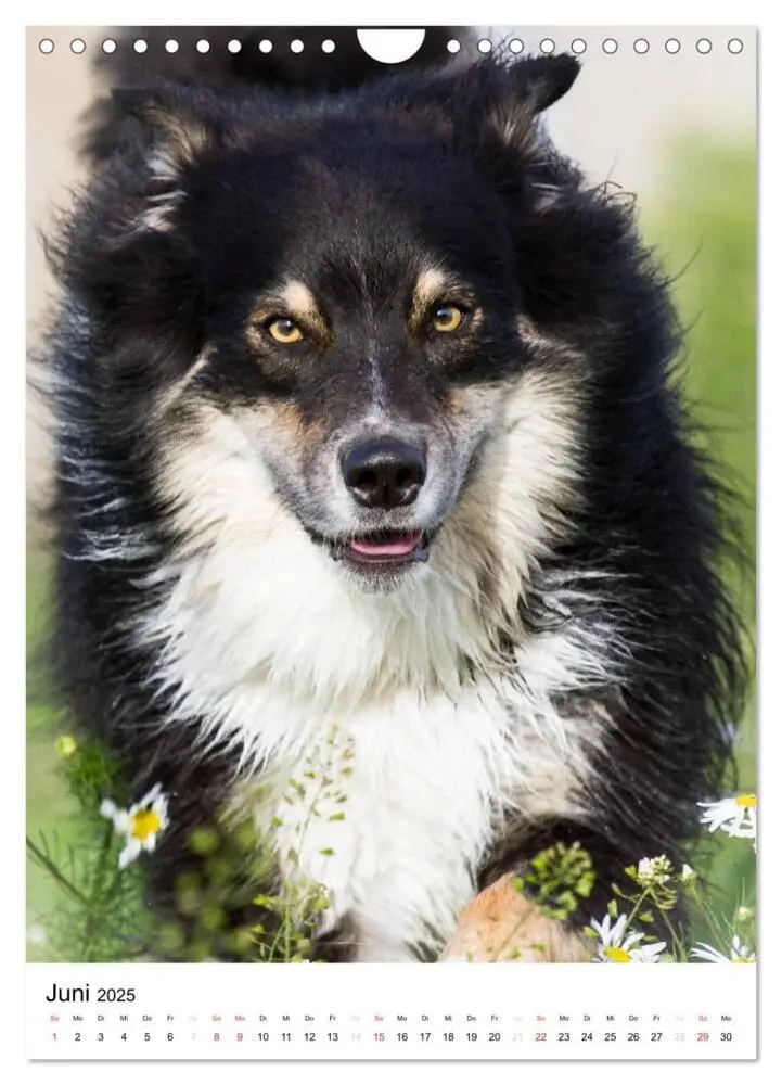 Bild: 9783457061046 | Australian Shepherd - Mit dem Aussie unterwegs (Wandkalender 2025...