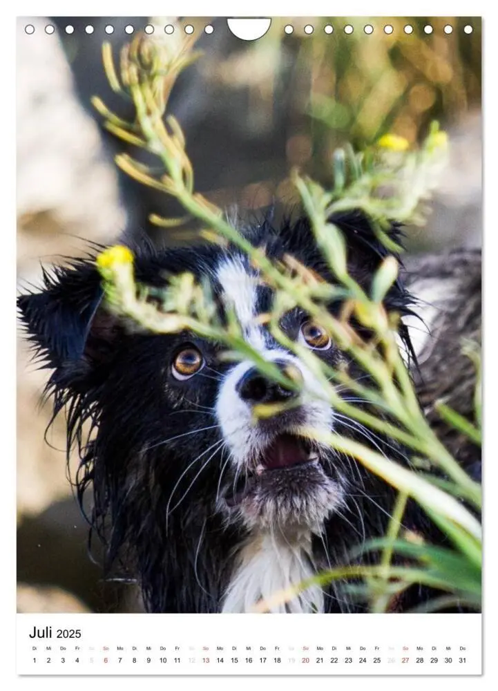 Bild: 9783457061046 | Australian Shepherd - Mit dem Aussie unterwegs (Wandkalender 2025...