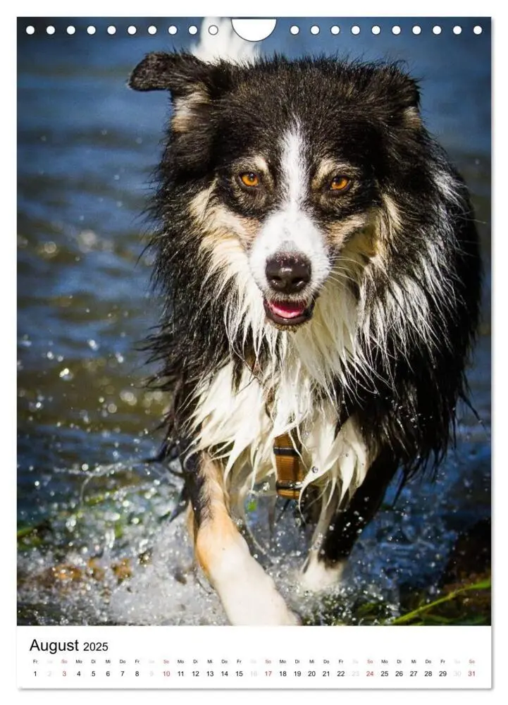 Bild: 9783457061046 | Australian Shepherd - Mit dem Aussie unterwegs (Wandkalender 2025...
