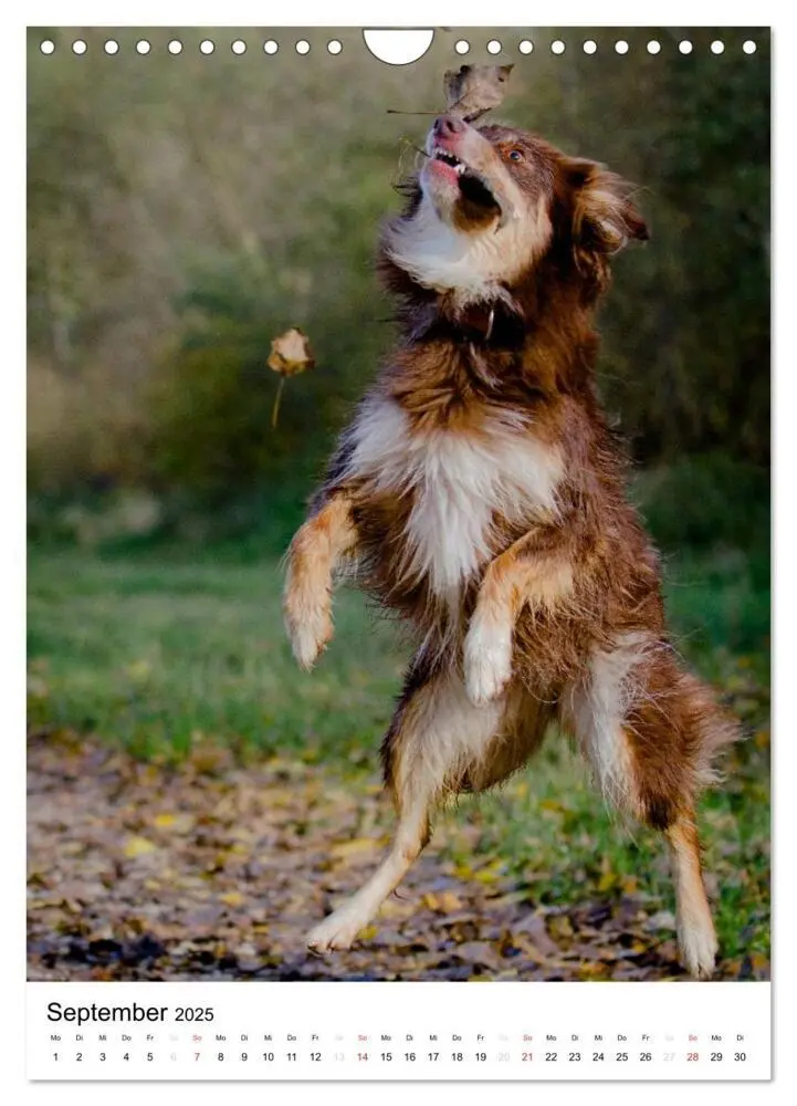 Bild: 9783457061046 | Australian Shepherd - Mit dem Aussie unterwegs (Wandkalender 2025...