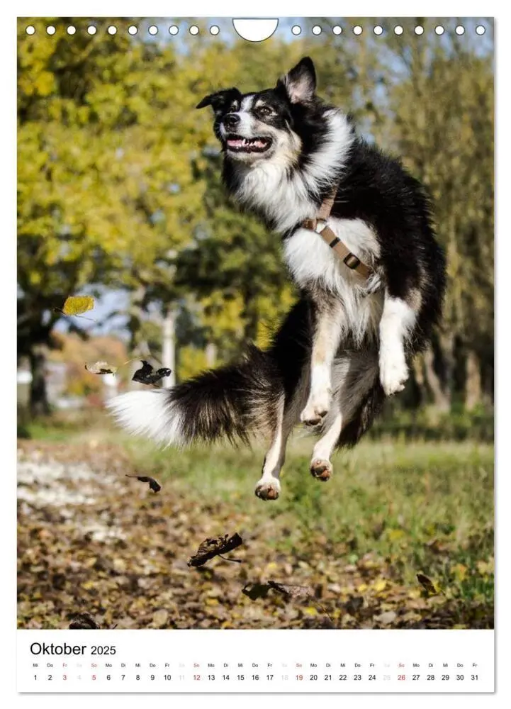 Bild: 9783457061046 | Australian Shepherd - Mit dem Aussie unterwegs (Wandkalender 2025...