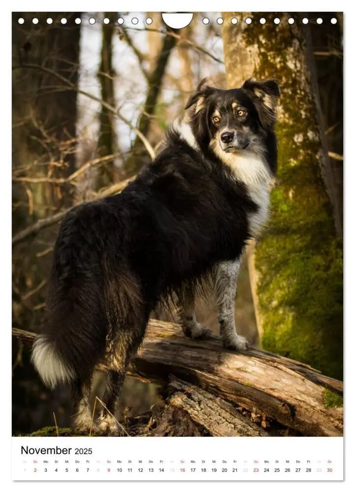 Bild: 9783457061046 | Australian Shepherd - Mit dem Aussie unterwegs (Wandkalender 2025...