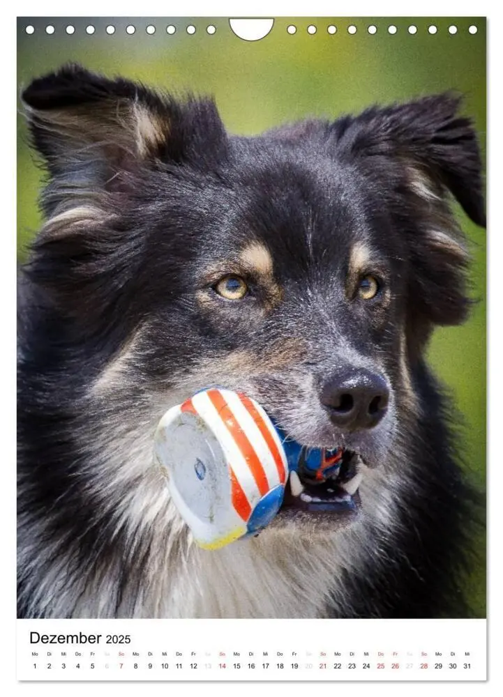 Bild: 9783457061046 | Australian Shepherd - Mit dem Aussie unterwegs (Wandkalender 2025...