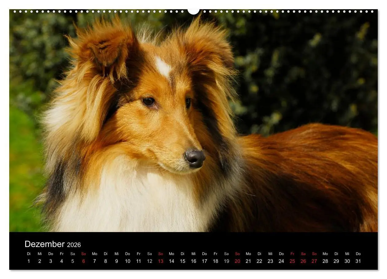 Bild: 9783516151046 | Sheltie 2026 (hochwertiger Premium Wandkalender 2026 DIN A2 quer),...