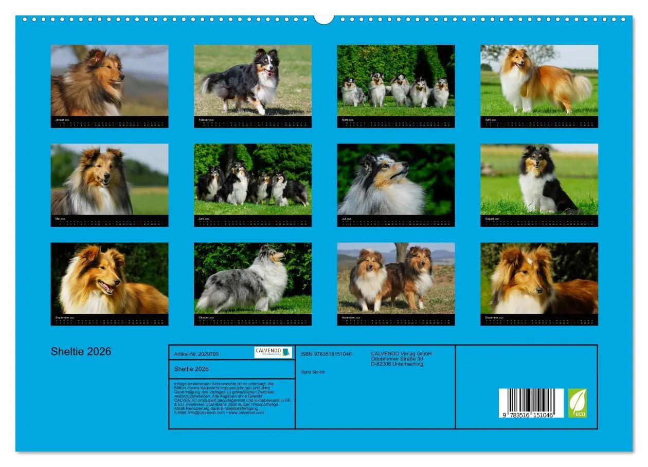 Bild: 9783516151046 | Sheltie 2026 (hochwertiger Premium Wandkalender 2026 DIN A2 quer),...