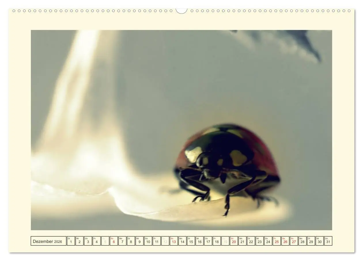 Bild: 9783516141146 | Marienkäfer / 2026 (Wandkalender 2026 DIN A2 quer), CALVENDO...