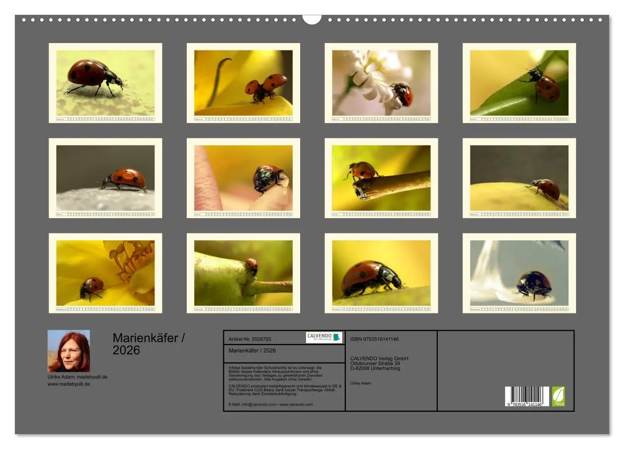 Bild: 9783516141146 | Marienkäfer / 2026 (Wandkalender 2026 DIN A2 quer), CALVENDO...