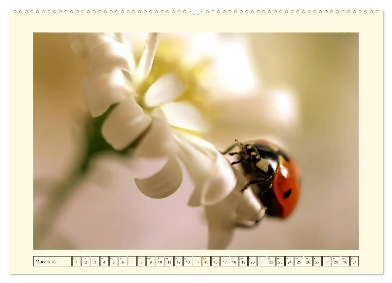 Bild: 9783516141146 | Marienkäfer / 2026 (Wandkalender 2026 DIN A2 quer), CALVENDO...