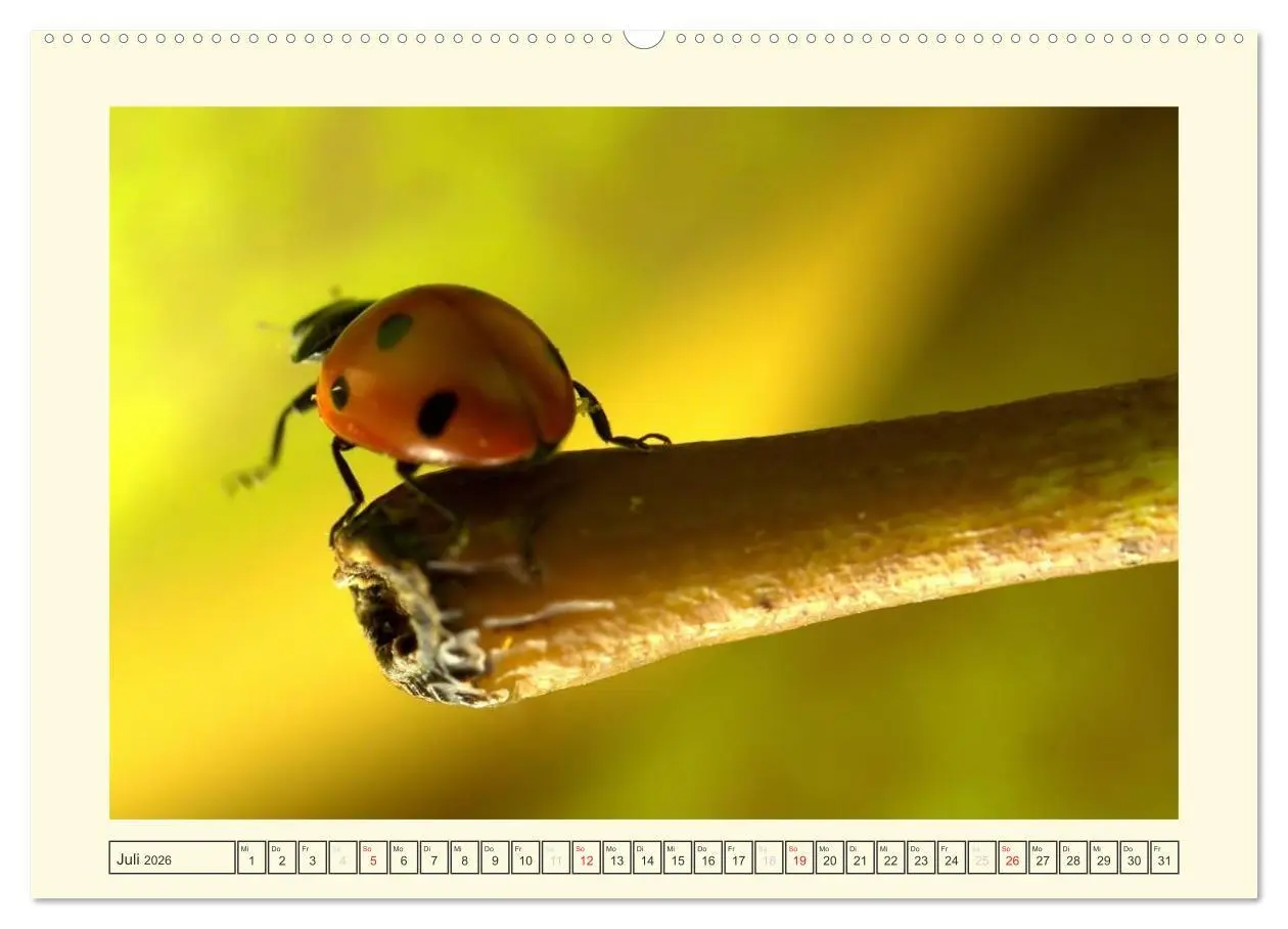 Bild: 9783516141146 | Marienkäfer / 2026 (Wandkalender 2026 DIN A2 quer), CALVENDO...