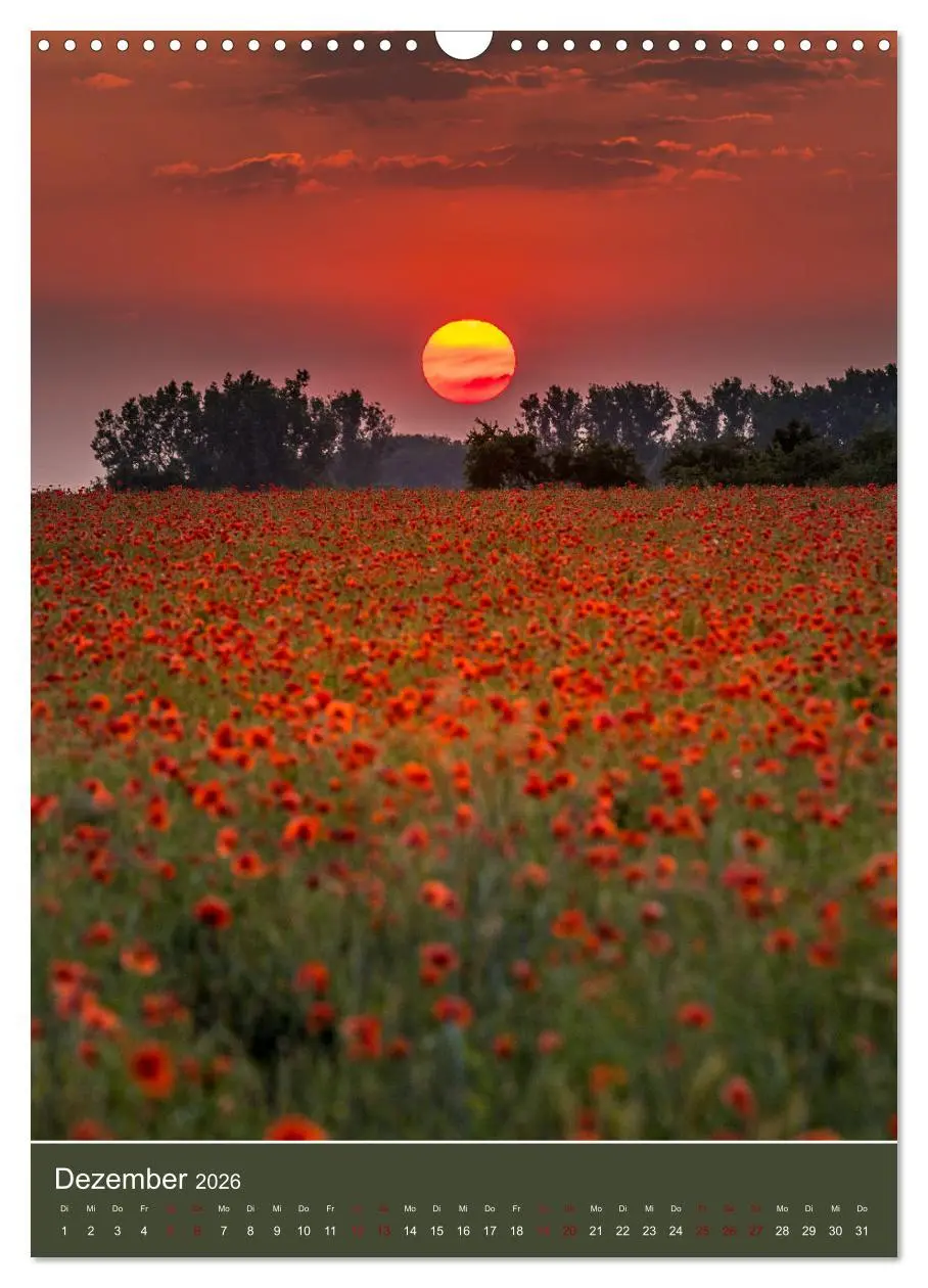 Bild: 9783516361346 | Mohnblumen - kraftvoll und zart (Wandkalender 2026 DIN A3 hoch),...
