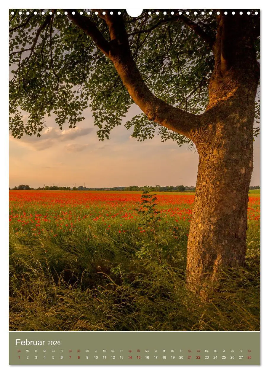 Bild: 9783516361346 | Mohnblumen - kraftvoll und zart (Wandkalender 2026 DIN A3 hoch),...