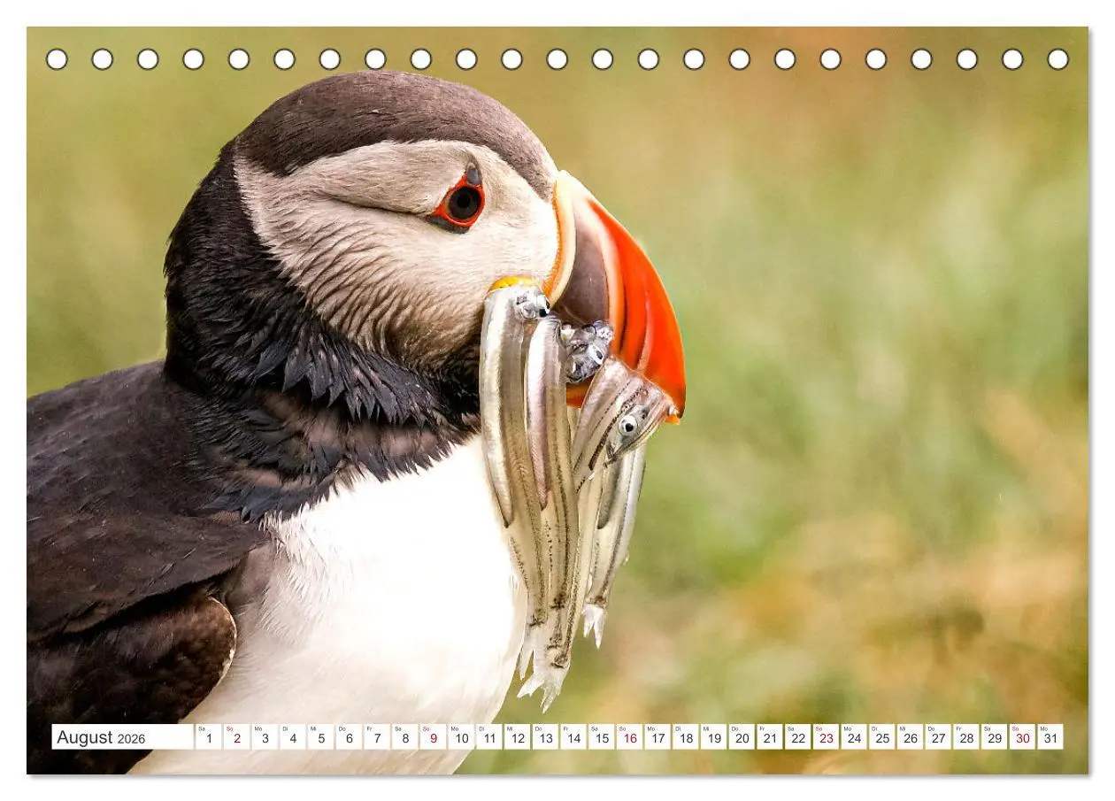 Bild: 9783457491546 | Magie des Nordens, Island und Norwegen (Tischkalender 2026 DIN A5...