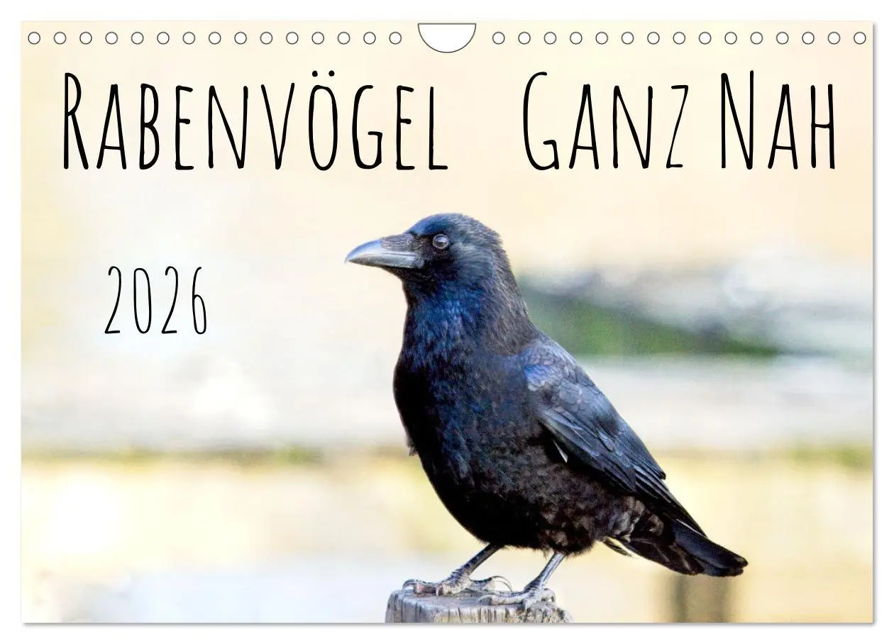 Cover: 9783457551646 | Rabenvögel - ganz nah (Wandkalender 2026 DIN A4 quer), CALVENDO...