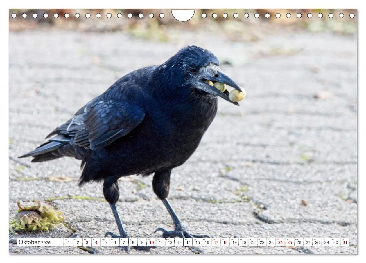 Bild: 9783457551646 | Rabenvögel - ganz nah (Wandkalender 2026 DIN A4 quer), CALVENDO...