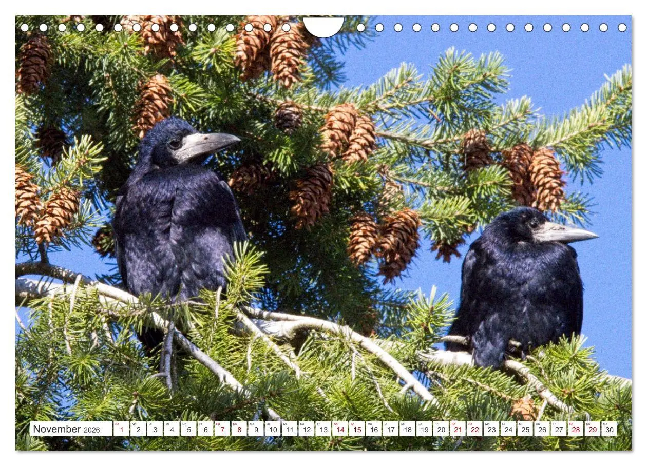 Bild: 9783457551646 | Rabenvögel - ganz nah (Wandkalender 2026 DIN A4 quer), CALVENDO...